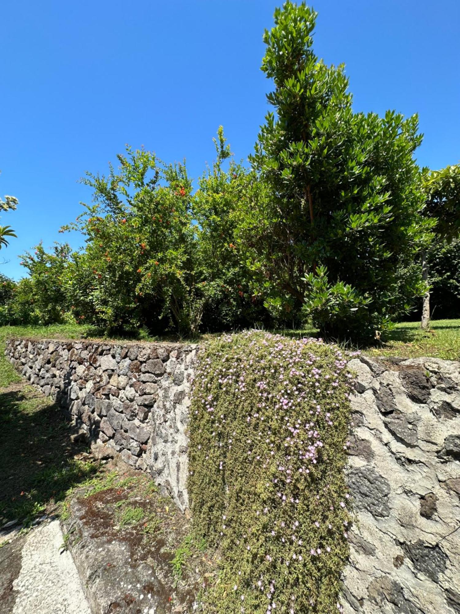 Villa Vincenzo Di Meglio Barano dʼIschia Exterior foto