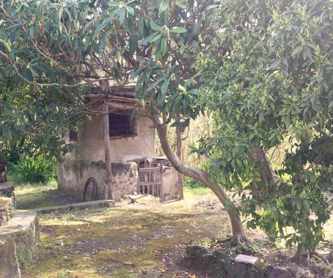 Villa Vincenzo Di Meglio Barano dʼIschia Exterior foto